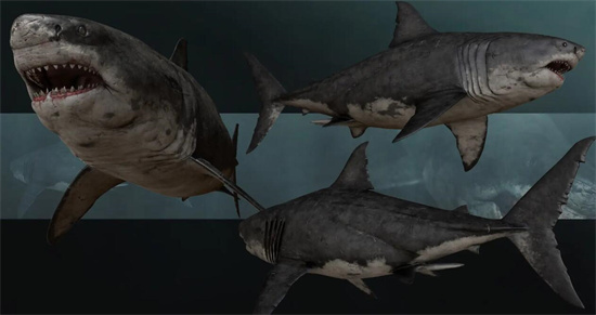 巨齿鲨的祖先是什么，耳齿鲨(进化成为海洋霸主)