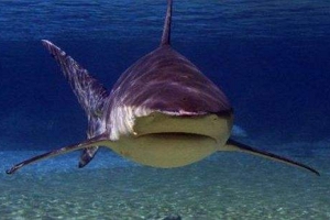 食人鱼能吃掉鲨鱼吗 只能吃死鲨鱼捡漏（咬不动鲨鱼皮）