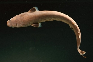 世界上最小的鲨鱼 硬背侏儒鲨（18厘米一个巴掌大）