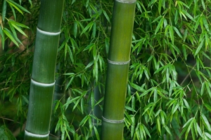 竹子是草还是树 属于草类（没有年轮所以不是树）
