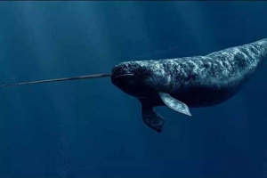 独角鲸灭绝了吗 没有灭绝但是濒危（现在不到8万头）