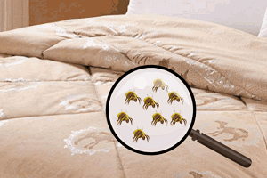 床上4个迹象说明螨虫 身上有红疹是预警（床单三个月一洗）