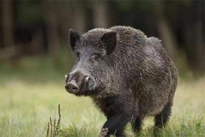野猪是保护动物吗 2022年8月起不是了（以前是二级保护）