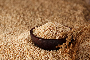 糙米是什么米 稻谷脱壳后的全谷粒米（富含膳食纤维）