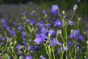 桔梗的花语 永恒无悔的爱（适合搭配百合和勿忘我）