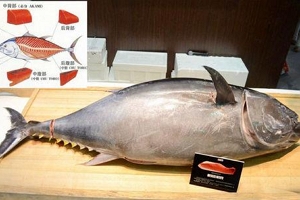 金枪鱼价格现在多少钱一斤 200-600元（国内只要十几元）