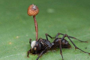 僵尸蚂蚁真的存在吗 存在（真菌控制的蚂蚁）