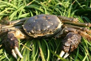 螃蟹吃什么食物 小鱼小虾和水槽（养螃蟹要三天换一次水）