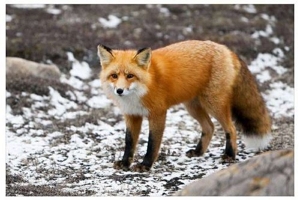 狐狸的尾巴有什么作用 可保暖可打扫自己（保命用的工具）