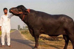 世界上最贵的牛 来自印度的“苏丹”（价值2亿元）