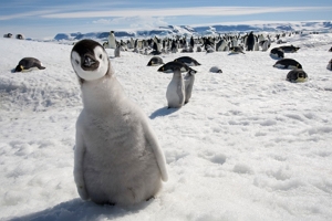 大多数企鹅生活在哪里 南极沿海地区（一小部分在热带）