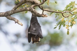 蝙蝠飞到家里是什么预兆 代表着吉兆（蝙蝠寓意着福气）