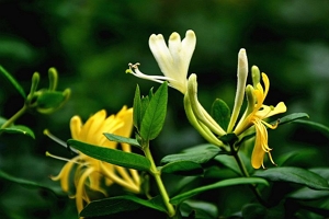 金银花的花朵为什么会变色 氧化变色（方便昆虫授粉）