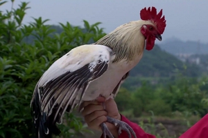 鹊山鸡简介 因名医扁鹊而成名（蛋白质是猪肉的两倍）