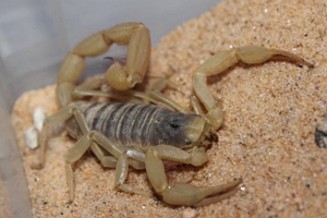 蝎子吃什么 主要吃小蠕虫小昆虫（饲料一定要放满）