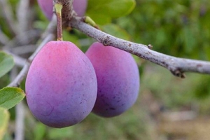 西梅是什么季节的水果 秋季8月成熟（深紫色为成熟颜色）