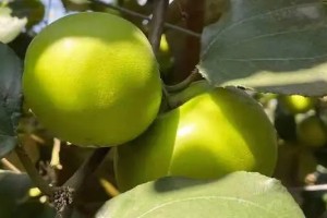 苹果枣是什么水果 像青苹果的冬枣(提升人体免疫力)