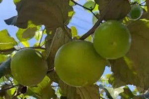 苹果枣的作用与功效 提升人体免疫(抗过敏)