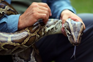 中国最大一条蛇多大 长8米的蛇(缅甸蟒重达91公斤)