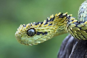 蛇吐舌头是为了干什么 收集判断外界信息(相当于眼睛)