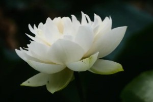 白莲花的开花季节 7-8月份开花(6月出现花蕾)