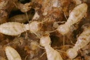 白蚁的危害是什么 破坏建筑农林植物(危害性大)