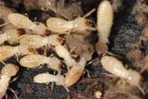 白蚁种类最多的地方 云南种类多(可达125种)