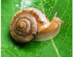 蜗牛是益虫还是害虫，是害虫也是益虫(对农业有害)