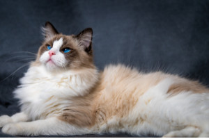 布偶猫价格多少钱一只，8000-20000元(双色最贵)