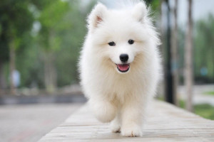 萨摩耶犬多少钱一只，普通1500-3000元(女生不适合养)