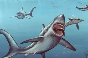巨齿鲨的祖先是什么，耳齿鲨(最强悍的动物)