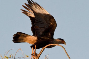 老鹰的尾巴有什么用处，增加灵活性(躲避危险/抓捕食物)