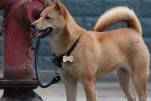 中华田园犬为什么禁养，不规范饲养现象太普遍(4个原因)