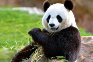 大熊猫为什么是国宝，活化石/代表着国民的形象(3个原因)