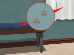 怎么判断床上有没有虱子，4个方法轻松找到虱子(注意卫生)