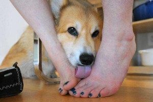 狗狗舔主人手脚意味着什么，5种含义显示狗狗的内心世界
