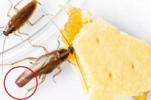 蟑螂会靠近熟睡的人吗，可能会/不爱洗澡的人可要警惕了