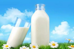 为什么不建议长期喝有机奶粉，可能导致营养过剩/消化不良