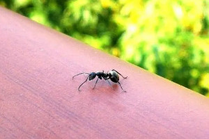 踩死一只蚂蚁判几年，并不犯法(除非是保护动物/宠物蚂蚁)
