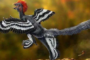 鸡的祖先是恐龙吗，是的/恐龙变异后变成始祖鸟(3大理由)
