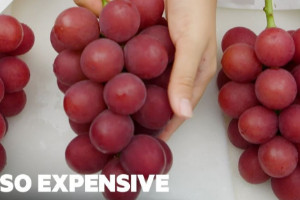 罗马葡萄多少钱一斤，4.2万元左右/斤(每颗竟达数千元)