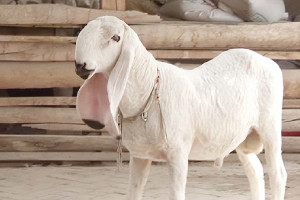 瓦格吉尔羊多少钱一只，达1200万元/只(成年重达140公斤)