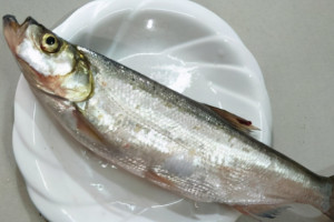 翘嘴鱼多少钱一斤，20-50元/斤最普遍(人工养殖便宜一些)