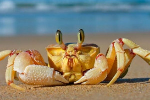 螃蟹死了多长时间以后不能吃，超过2小时后(可冷藏1-2天)