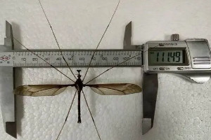 世界上最大巨型蚊子，帝王大蚊长达11厘米/成年以花蜜为食