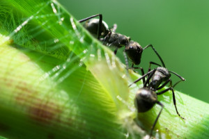 蚂蚁的生活环境和特点，生活于地下/树上的巢穴(群居昆虫)
