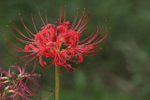 彼岸花为什么不能拍照，寓意不好象征死亡和杀戮(4个原因)