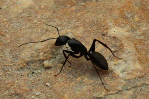 蚁后是谁生出来的，老蚁后生出来的最能传宗接代的一只